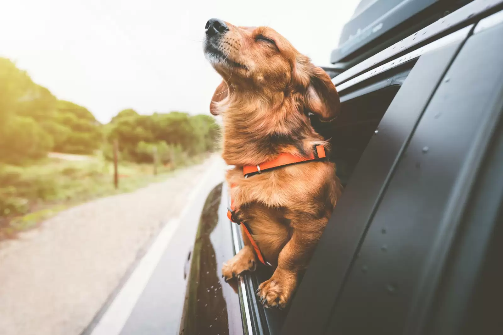 dog in car window